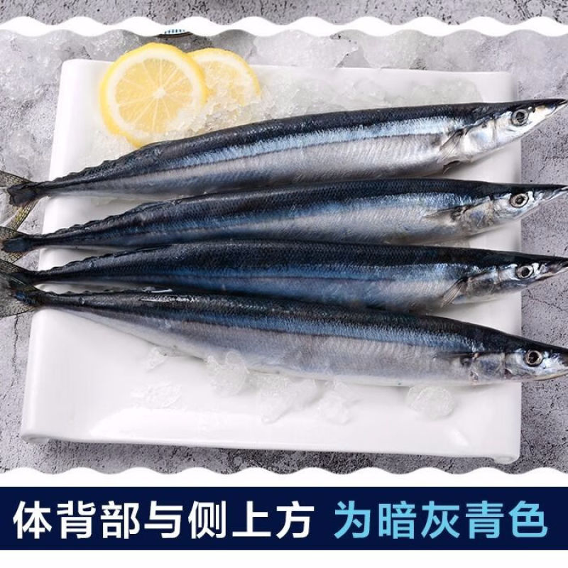 秋刀鱼鲜新鲜冷冻深海海鲜烧烤食材日式秋刀鱼鲜活水
