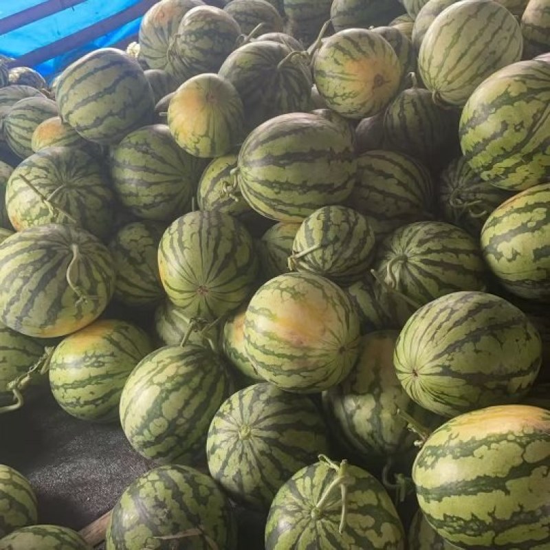 新鲜超甜质量杠杠