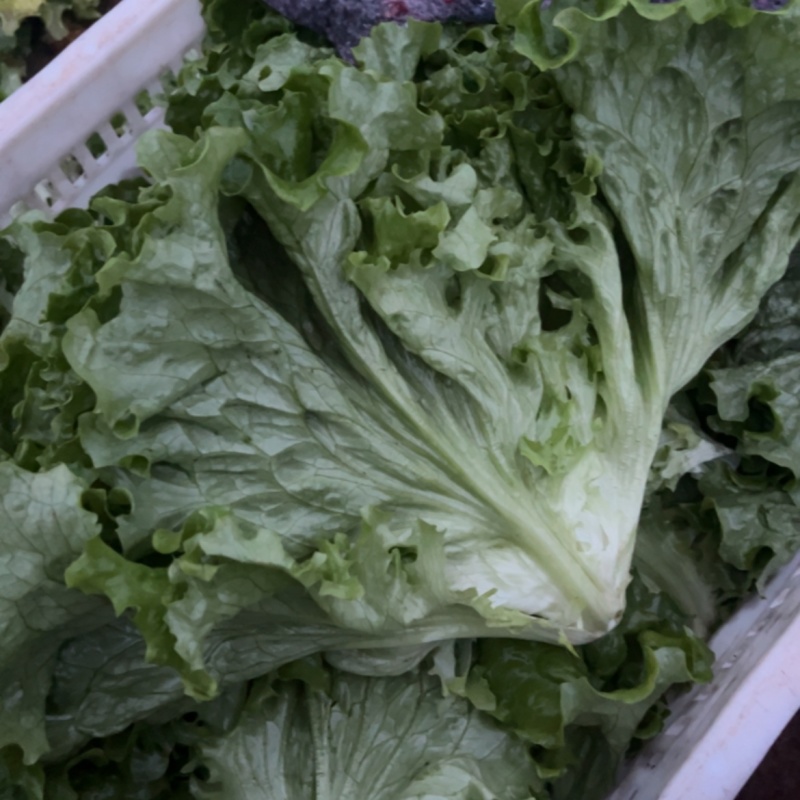 精品散叶生菜，各种规格