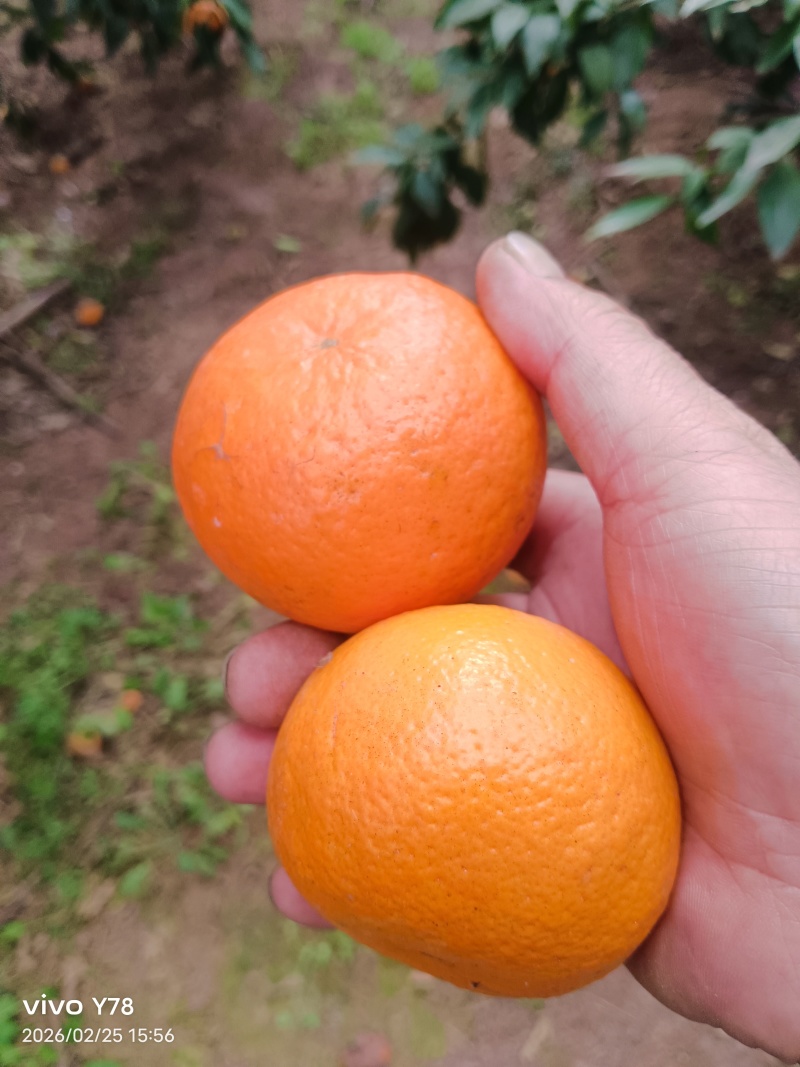 沃柑