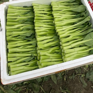 广东菜心长期有货且量大