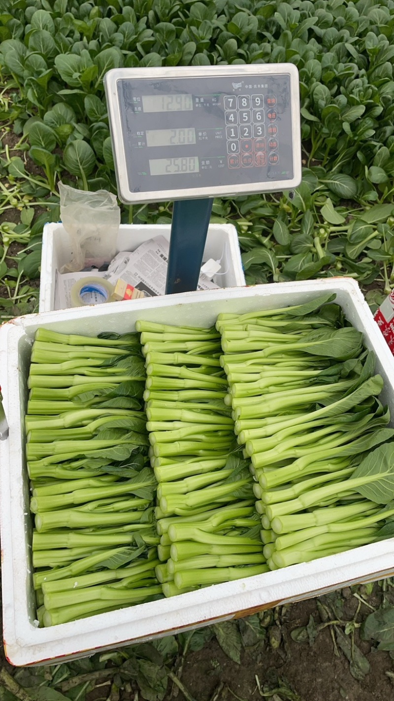 广东菜心长期有货且量大