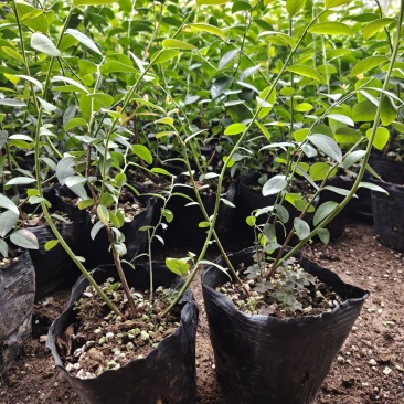 F6蓝莓苗基地直发德雷伯新品种蓝莓苗