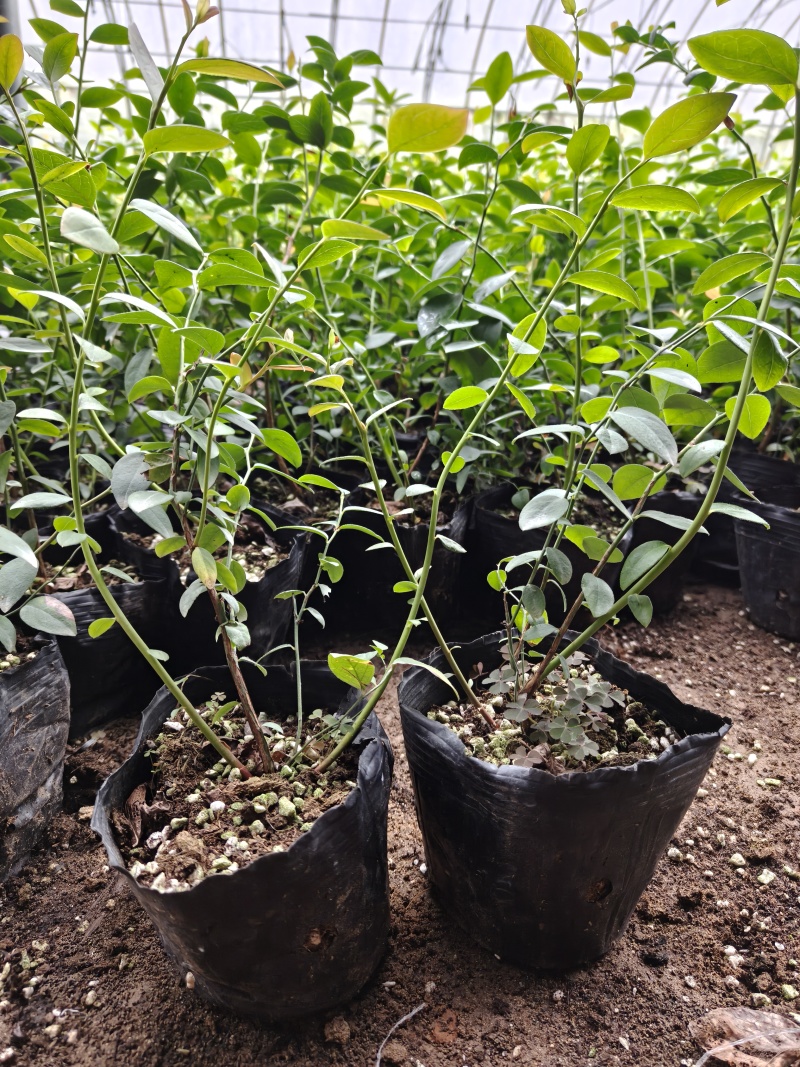 F6蓝莓苗基地直发德雷伯新品种蓝莓苗