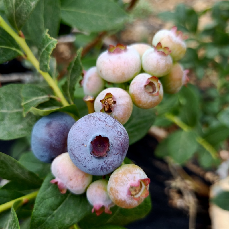 F6蓝莓苗基地直发德雷伯新品种蓝莓苗