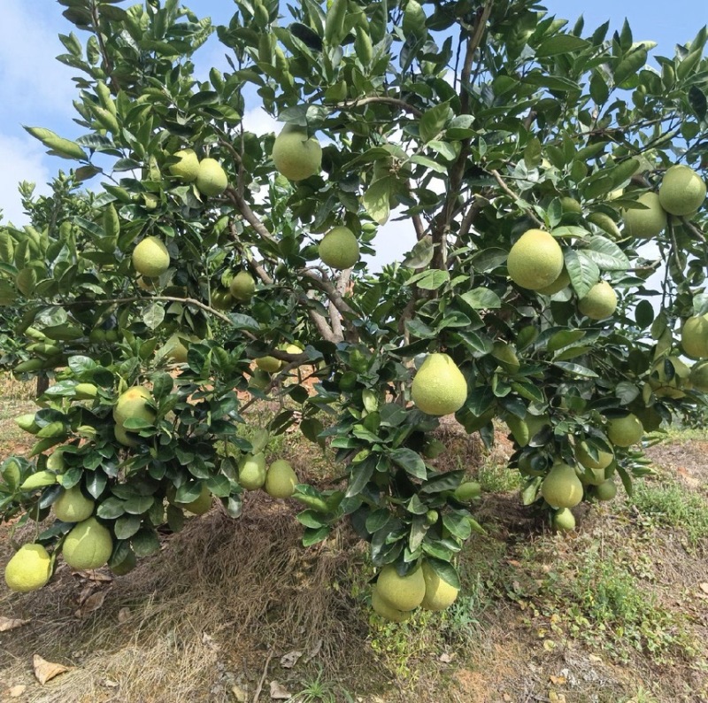 安福正宗金兰柚苗