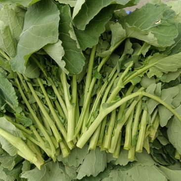 恩施富硒油菜苔