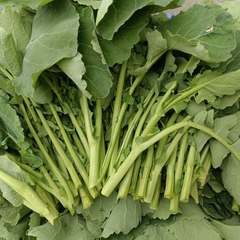 恩施富硒油菜苔