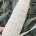 美玉27：量大品质好，欢迎全国各地老板来订购