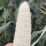 美玉27：量大品质好，欢迎全国各地老板来订购