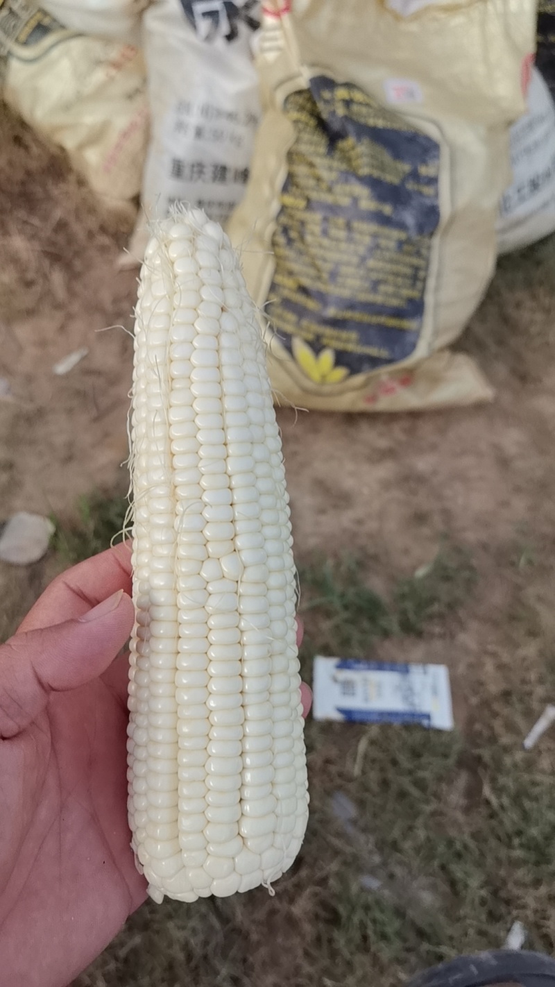美玉27：量大品质好，欢迎全国各地老板来订购