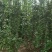 优质北海道黄杨篱笆苗独杆，丛生规格有扦插小苗工程苗1-3