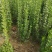 优质北海道黄杨篱笆苗独杆，丛生规格有扦插小苗工程苗1-3