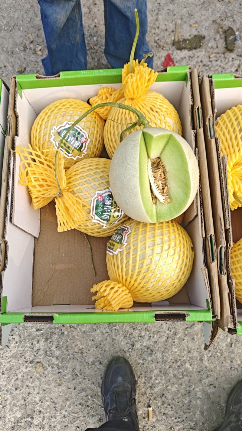 博洋六一九号大量上市一手货源对接各大市场商超电商品质保证