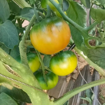 草莓番茄