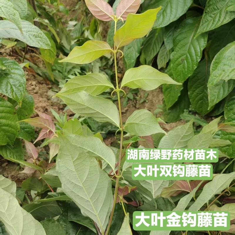 钩藤苗大叶双钩藤苗金钩藤苗现挖发货一手货源量大价优