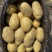 黄心土豆新鲜上市价格美丽质量好对接全国量大从优热卖