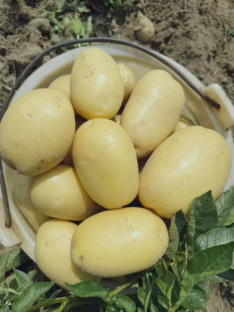 黄心土豆新鲜上市价格美丽质量好对接全国量大从优热卖