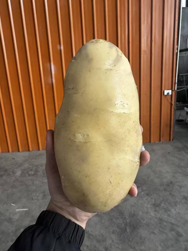 黄心土豆新鲜上市价格美丽质量好对接全国量大从优热卖