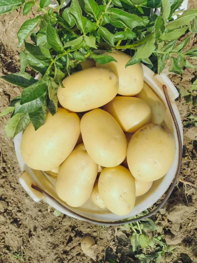 黄心土豆新鲜上市价格美丽质量好对接全国量大从优热卖