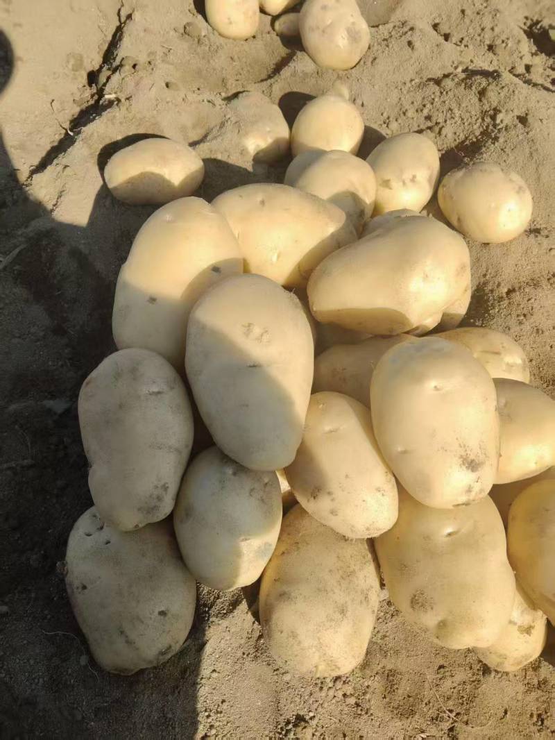 黄心土豆新鲜上市价格美丽质量好对接全国量大从优热卖