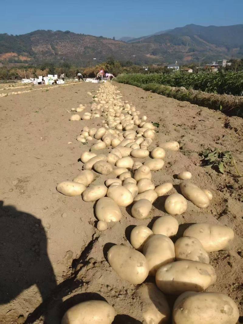 黄心土豆新鲜上市价格美丽质量好对接全国量大从优热卖