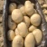 黄心土豆新鲜上市价格美丽质量好对接全国量大从优热卖