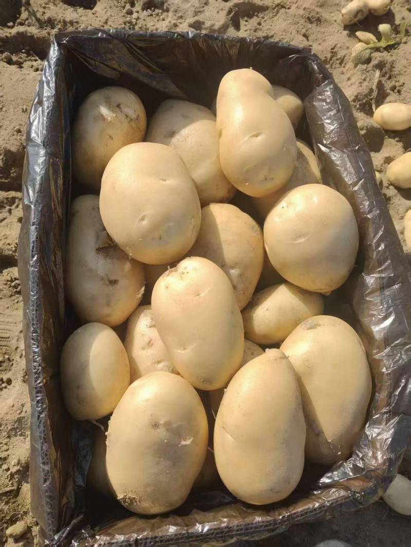 黄心土豆新鲜上市价格美丽质量好对接全国量大从优热卖