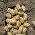 黄心土豆新鲜上市价格美丽质量好对接全国量大从优热卖