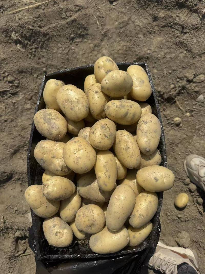 黄心土豆新鲜上市价格美丽质量好对接全国量大从优热卖