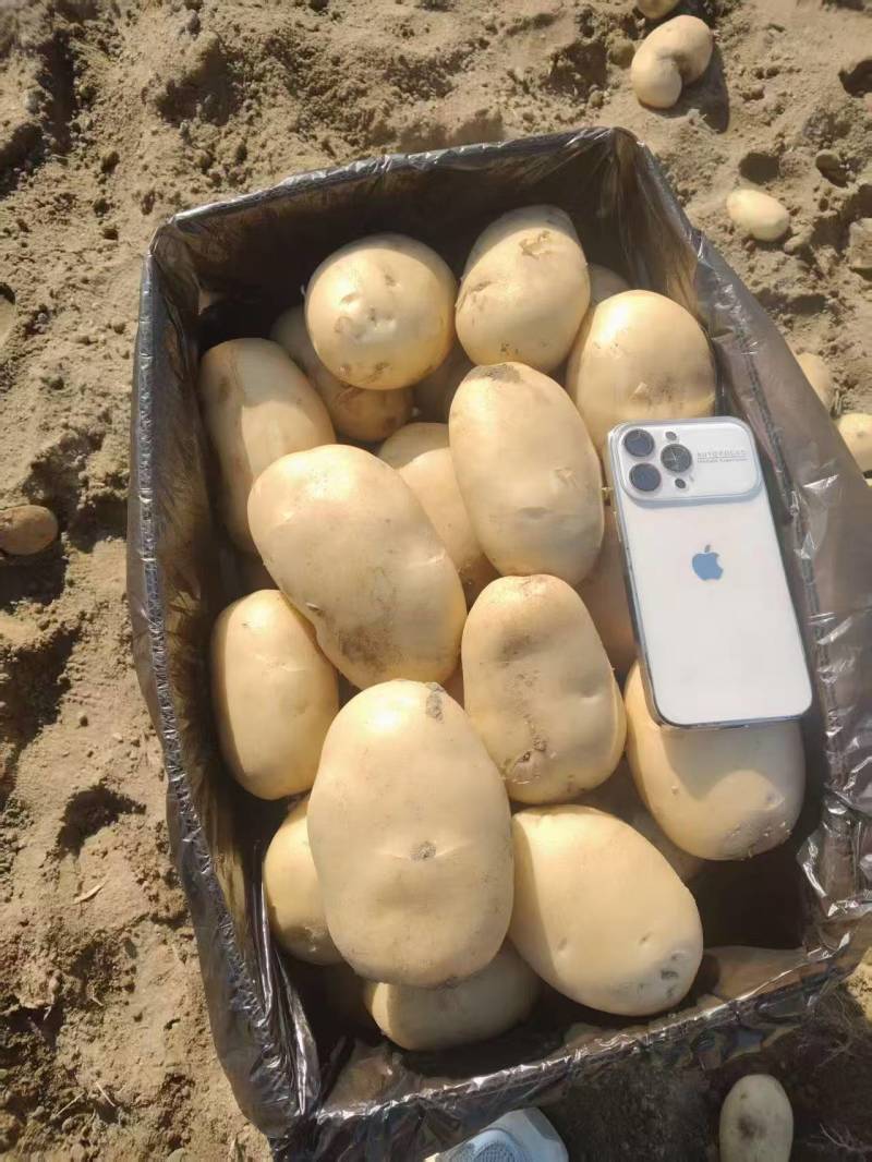 黄心土豆新鲜上市价格美丽质量好对接全国量大从优热卖