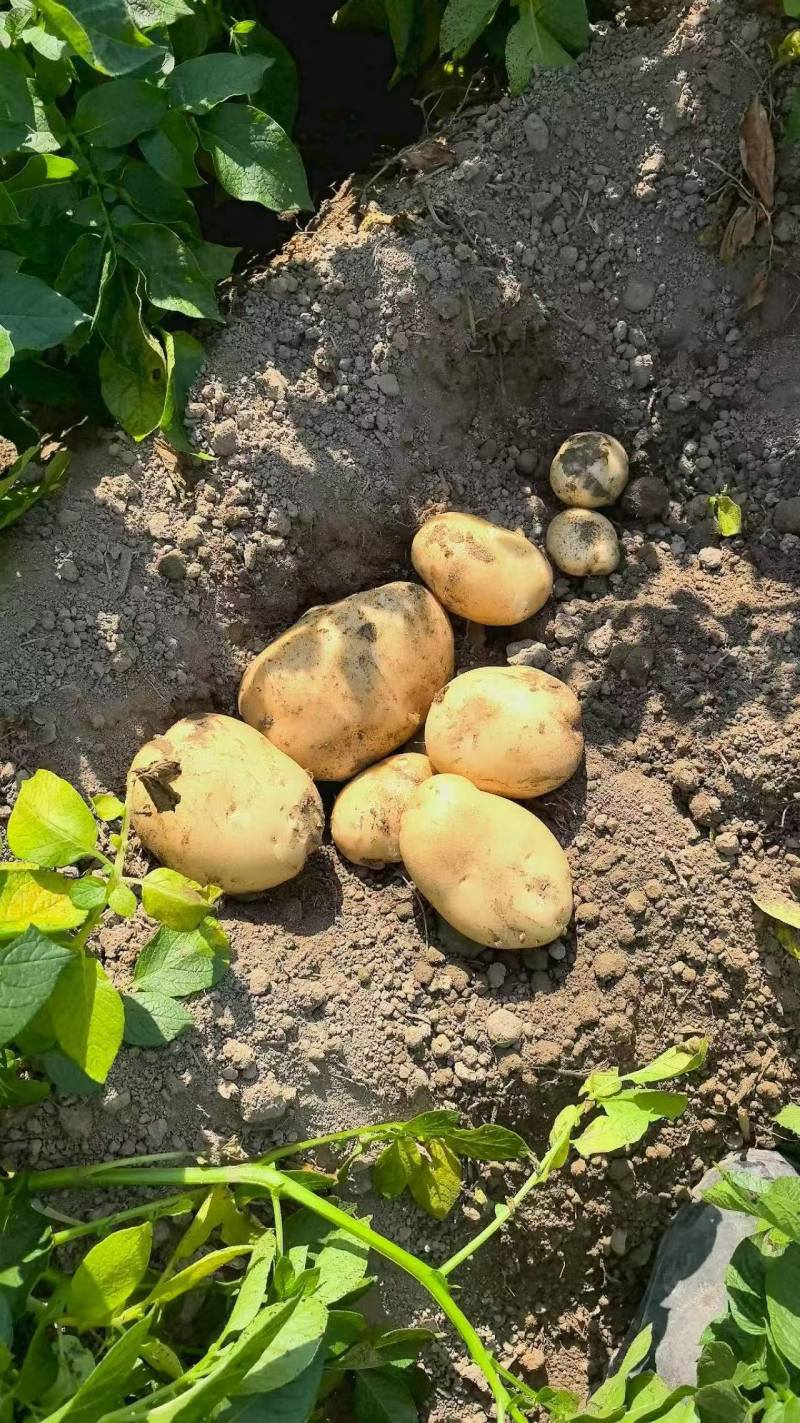 黄心土豆新鲜上市价格美丽质量好对接全国量大从优热卖