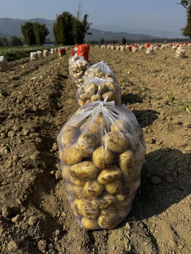 黄心土豆新鲜上市价格美丽质量好对接全国量大从优热卖