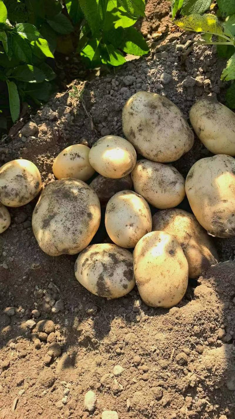 黄心土豆新鲜上市价格美丽质量好对接全国量大从优热卖