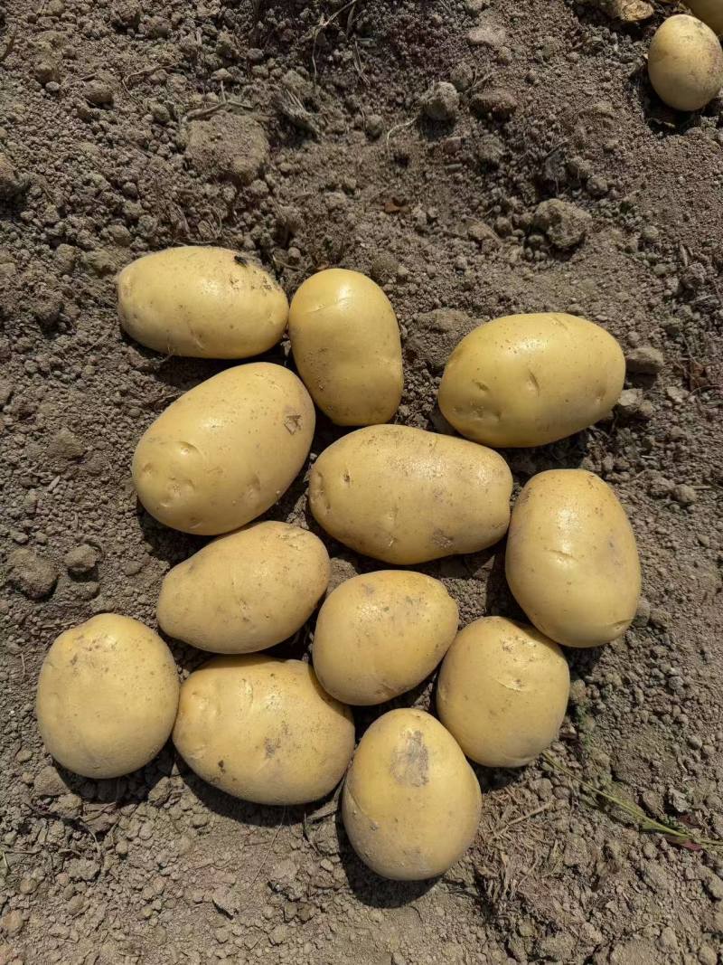 黄心土豆新鲜上市价格美丽质量好对接全国量大从优热卖