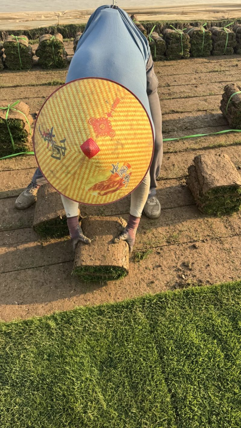 台湾草