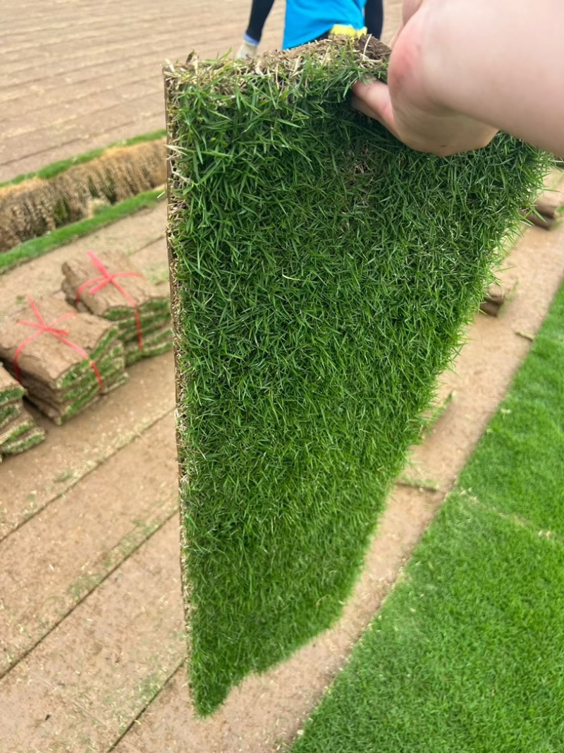 台湾草