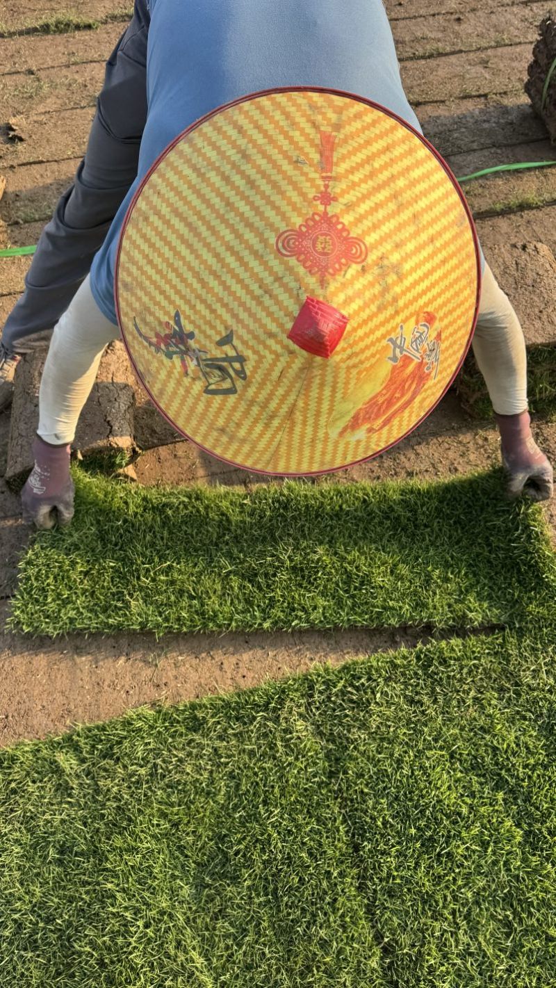 台湾草