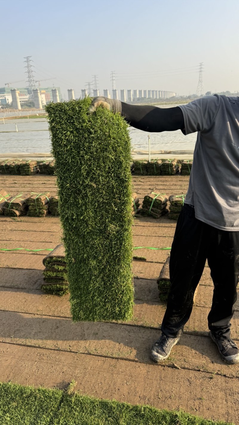 台湾草