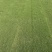 台湾草