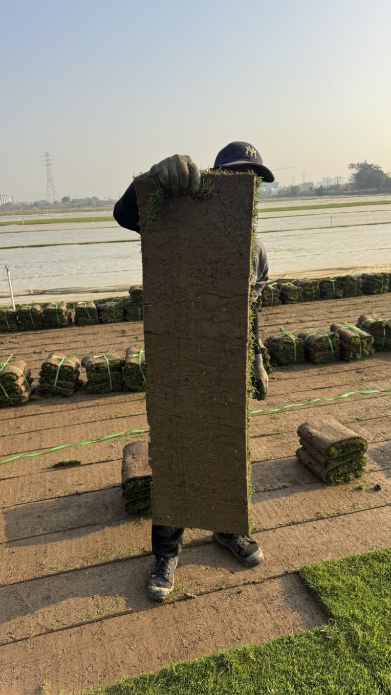 台湾草