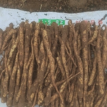河南焦作生茬地纯铁棍山药豆苗