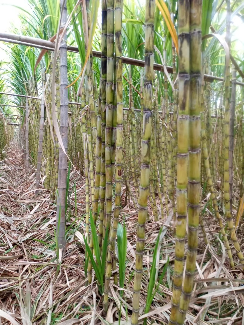 精品黄金甘蔗，产地一手货源，保质保量，物美价优，欢迎选购