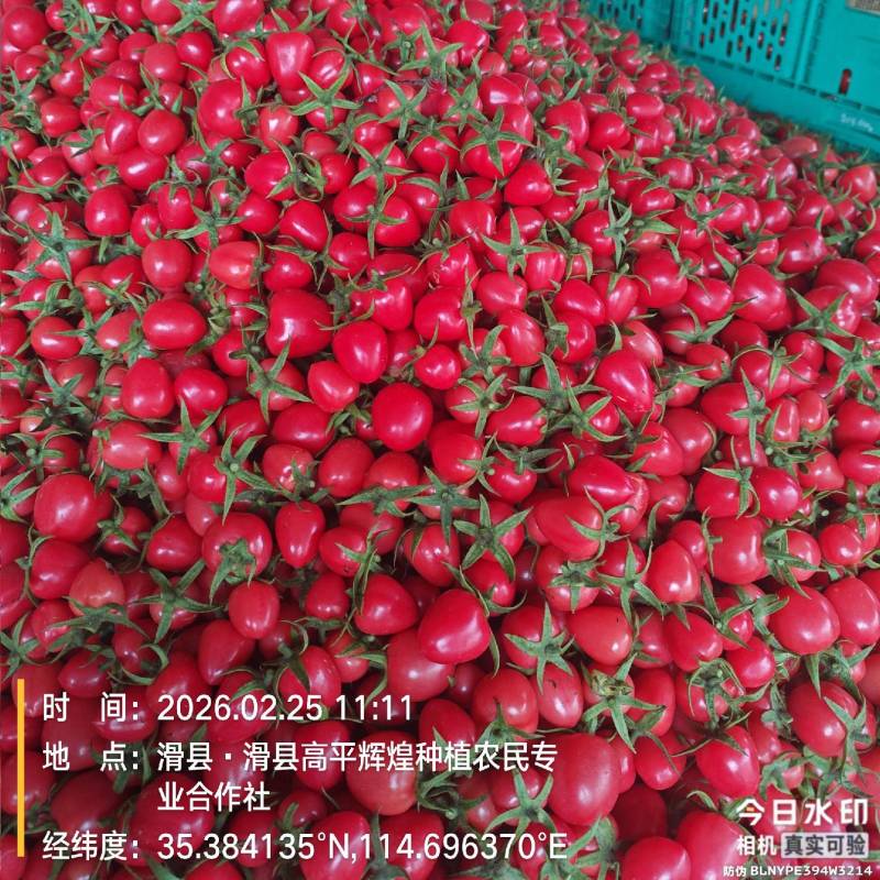 圣女果