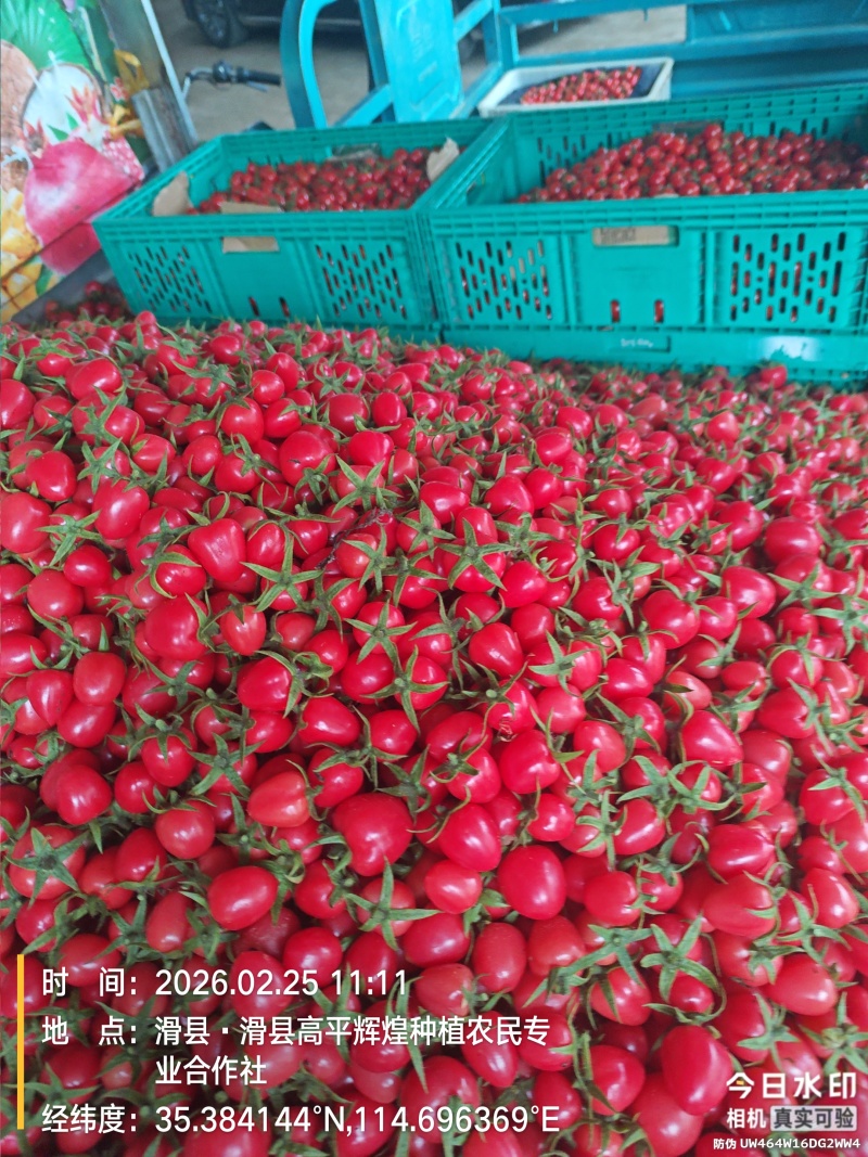 圣女果