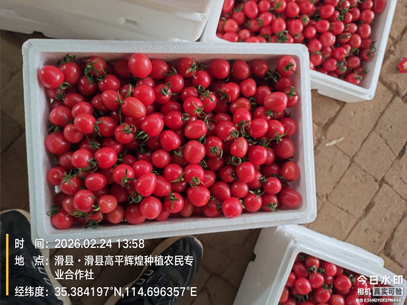 圣女果