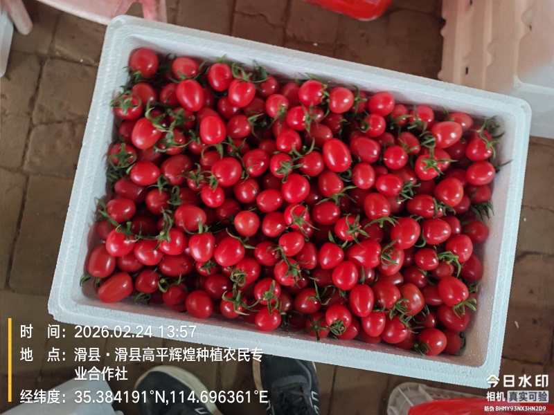 圣女果