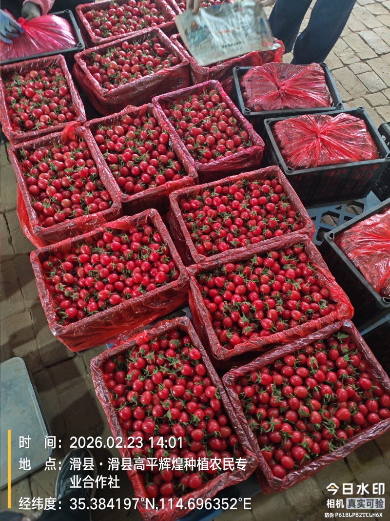 圣女果