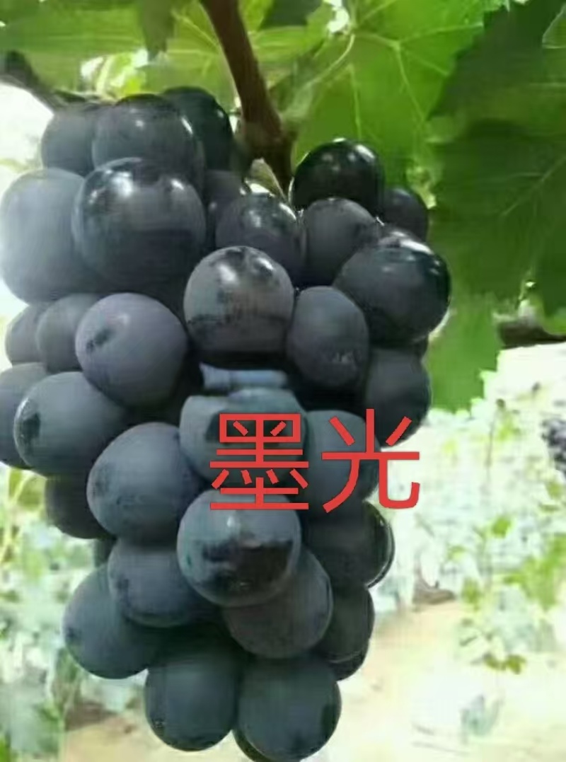 正综墨光葡萄苗，晚熟大颗粒，香甜不裂果，管理简单产量高