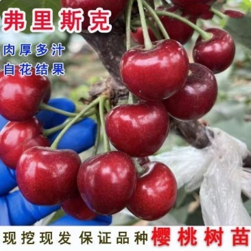 弗里斯克樱桃苗等品种，大量上市，全国发货，欢迎进店沟通。